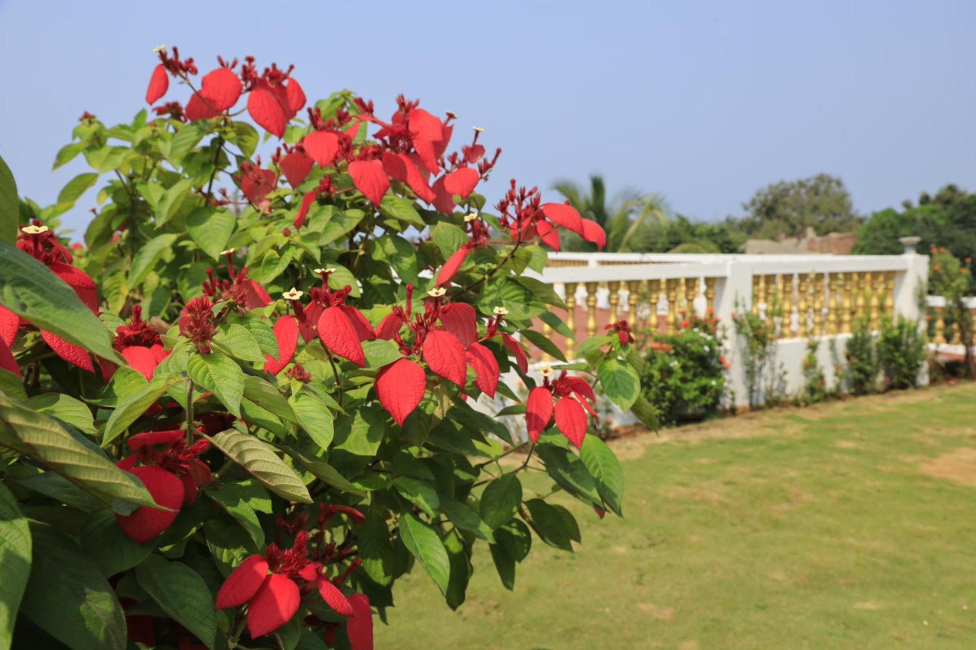 Sparv Aulakhs Resort Mandrem Ngoại thất bức ảnh